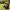 SIMPLEX LT